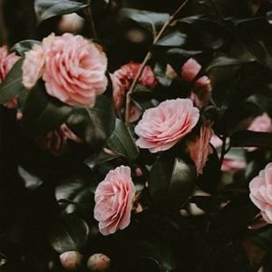 Cereria Molla Bulgarian Rose & Oud kūno dulksna 100 ml