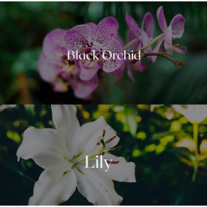 Cereria Molla Black Orchid & Lily namų kvapų difuzorius 100 ml