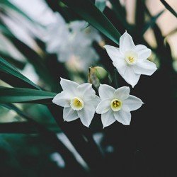 "Cereria Molla" smilkalai "Tuberose & Jasmine" ( 20 vnt )-CERERIA MOLLA 1899-CERERIA MOLLA 1899