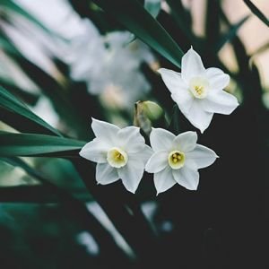 Cereria Molla Tuberose & Jasmine smilkalai 20 vnt