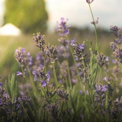 "Cereria Molla" smilkalai "Provence Lavender" ( 20 vnt )-CERERIA MOLLA 1899-CERERIA MOLLA 1899