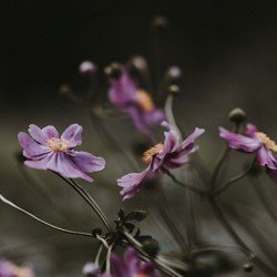 "Cereria Molla" smilkalai "Black Orchid & Lily" ( 20 vnt )-CERERIA MOLLA 1899-CERERIA MOLLA 1899