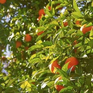 Cereria Molla Basil & Mandarin smilkalai 20 vnt