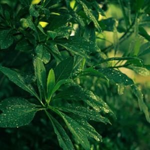 Cereria Molla Tea & Lemongrass smilkalai 20 vnt