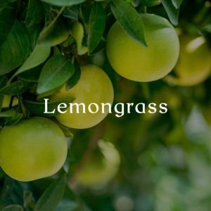 Cereria Molla Tea & Lemongrass smilkalai 20 vnt